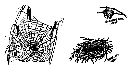 Drawing of spiderweb and birds nests