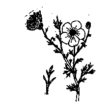 Drawing of an Apache Plume