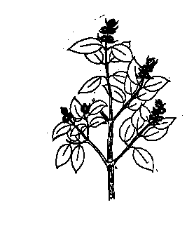 Drawing of a Silktassel