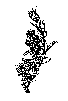 Drawing of a Chamiso