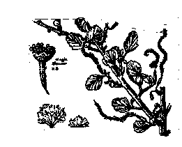 Drawing of a Mountain Mahogany