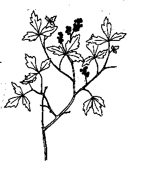 Drawing of an Oregon Grape