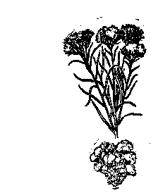 Drawing of a Creosote Bush