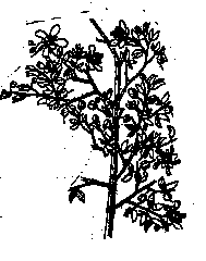 Drawing of a Rabbit Bush