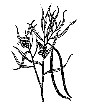 Drawing of a Desert Willow