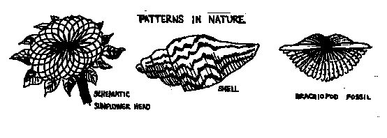 Drawing of Patterns in Nature