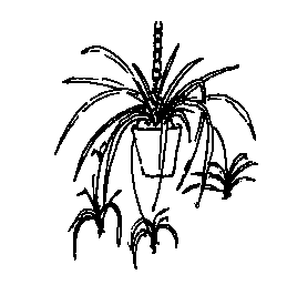 Drawing of a plant