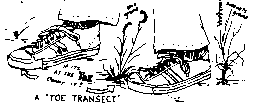 Diagram of "Toe Transect"