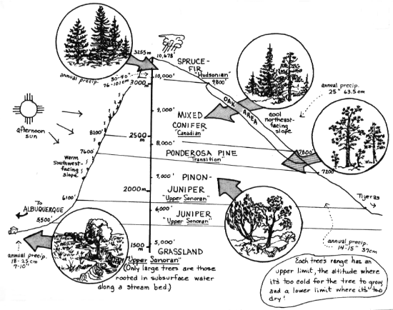 Lifezones of the Sandias Drawing