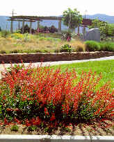 Photo of Xeriscape Near Arroyo del Oso