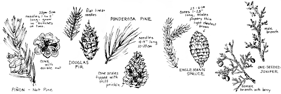 Drawing of pine cones