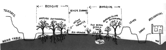 Drawing of Bio-Profile